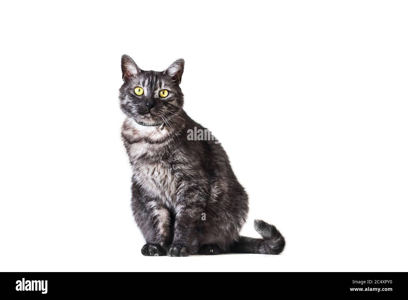 Un Adorable Melange De Race Adulte Chat Gris Avec Un Collier Isole Sur Fond Blanc Photo Stock Alamy Un Adorable Melange De Race Adulte Chat Gris Avec Un Collier Isole Sur Fond Blanc Photo Stock Alamy
