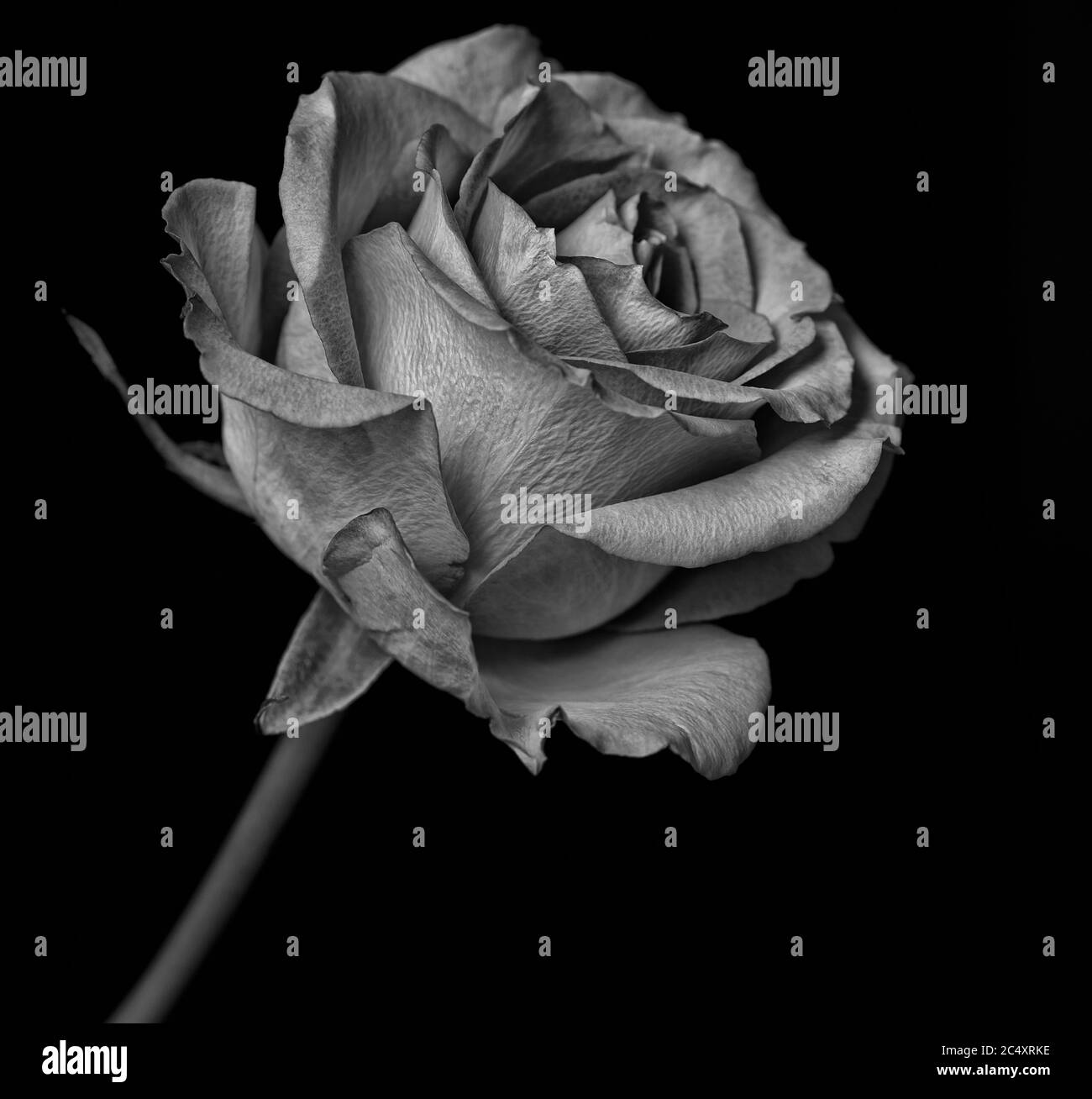 Fleur Rose en noir et blanc Banque D'Images