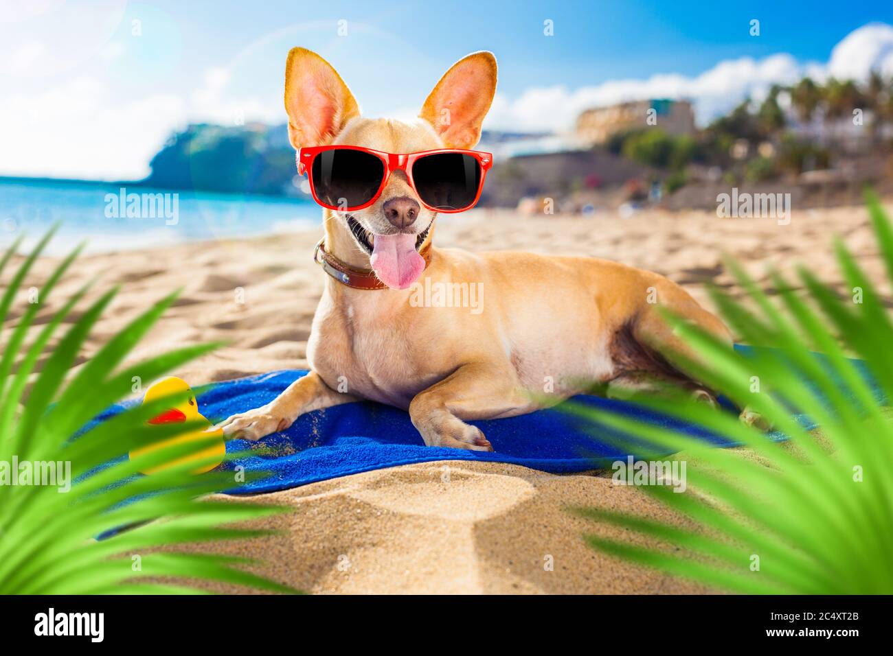chien chihuahua à la plage de l'océan, portant des lunettes de soleil  rouges drôles souriantes à l'appareil photo, derrière les palmiers Photo  Stock - Alamy