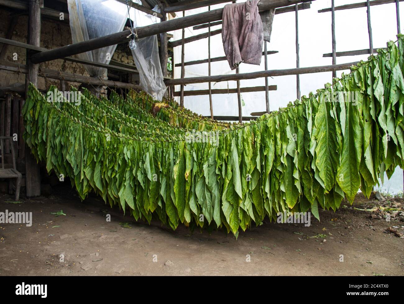 Des centaines de feuilles de tabac fraîchement cueillies sont suspendues pour sécher dans une grange dans la Chine rurale. Banque D'Images