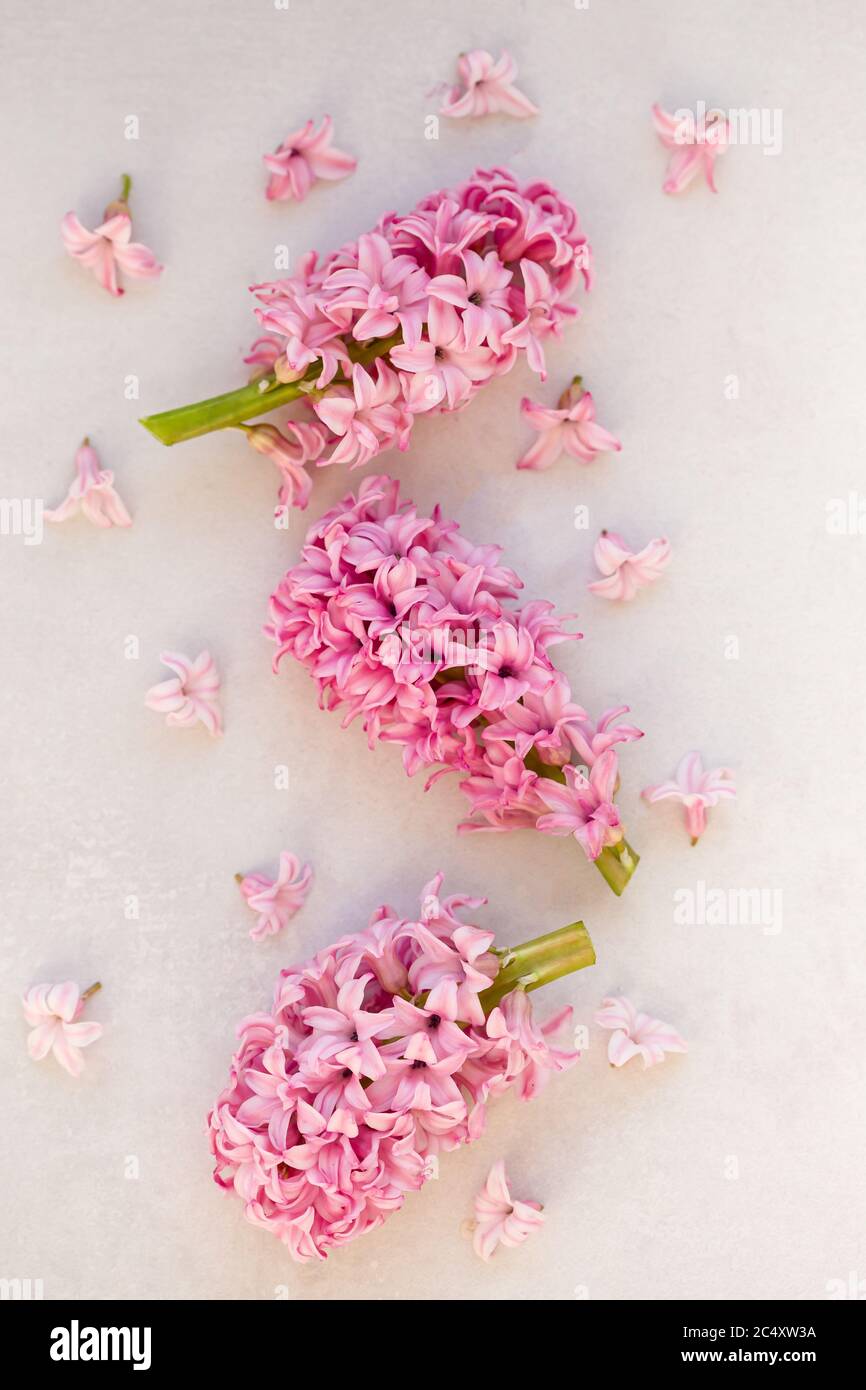 Image TopView de jacinthus rose sur fond gris clair. Banque D'Images