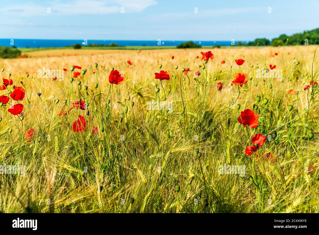 Getreidefeld in Schleswig-Holstein an der Eckernförder Bucht im Sommer mit vereinzelten Mohnblumen Banque D'Images
