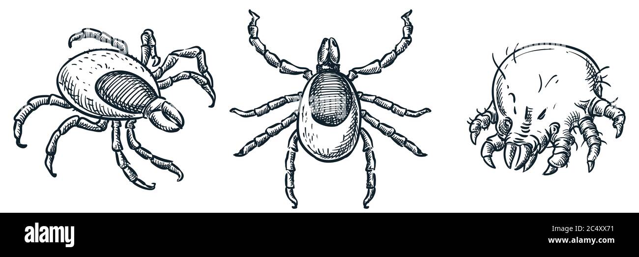 Tiques ixodes succion et icônes de insectes acariens, isolées sur fond blanc. Illustration d'esquisse vectorielle dessinée à la main. Insectes parasites dont morsures a Illustration de Vecteur