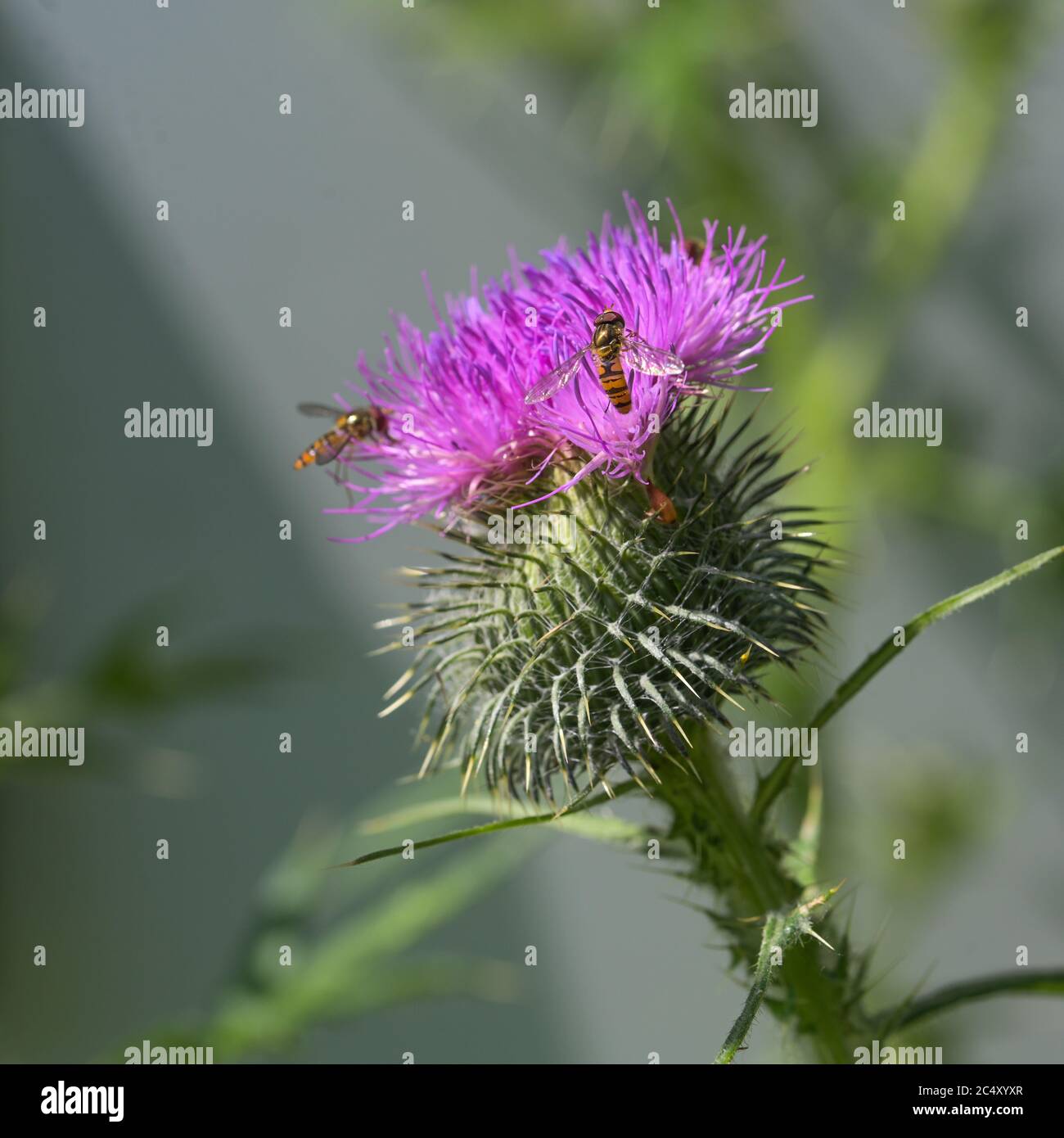 Chardon fleurit avec des aéroglisseurs, mise au point sélectionnée, profondeur de champ étroite Banque D'Images