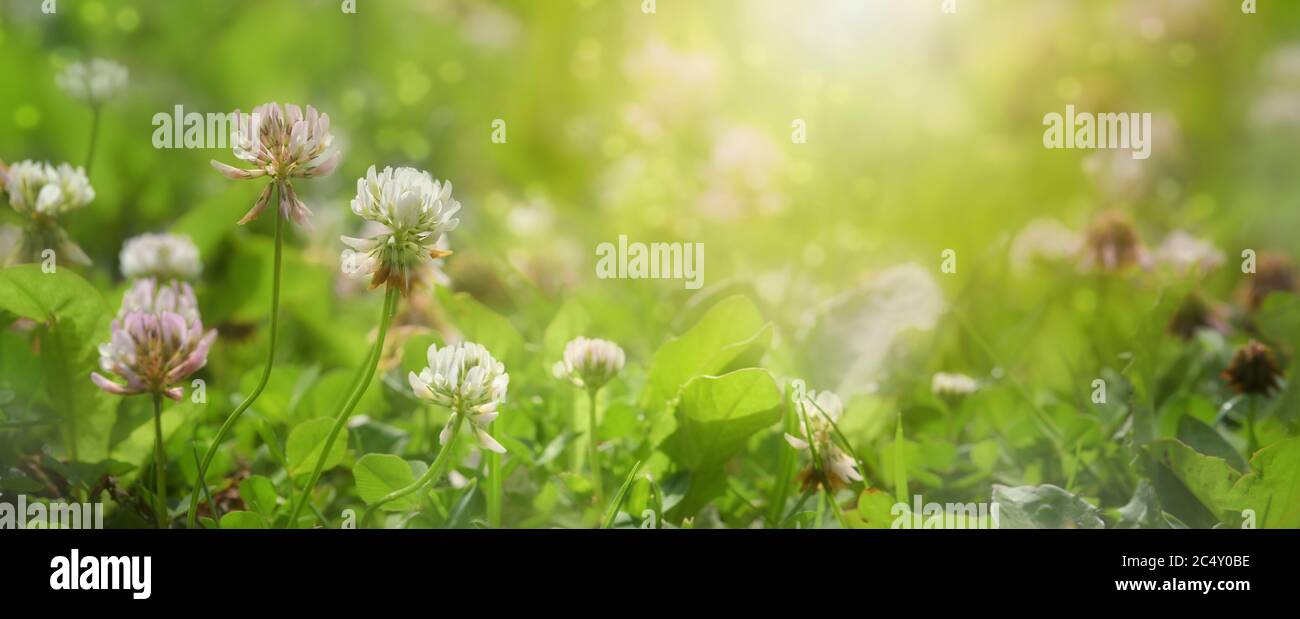 Prairie avec trèfle fleuri au soleil du soir, fond naturel en format panoramique, espace de copie, foyer sélectionné, profondeur de champ étroite Banque D'Images