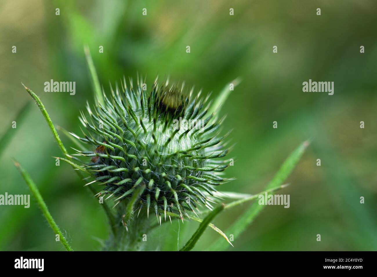 Bouton de fleur de chardon sur fond vert flou avec espace de copie, gros plan, mise au point sélectionnée, profondeur de champ étroite Banque D'Images