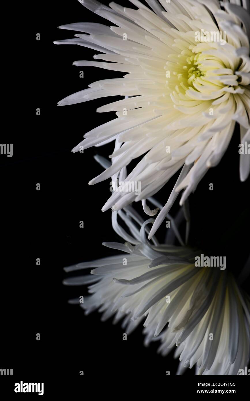 Fleur d'araignée blanche de chrysanthème sur fond noir avec un reflet Banque D'Images