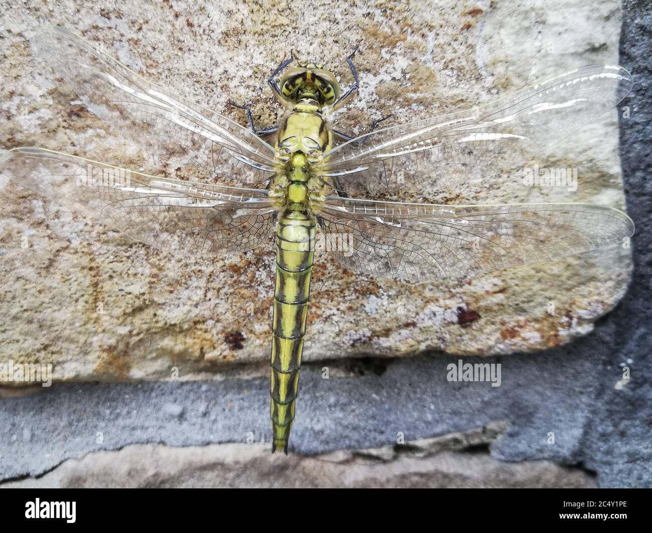 insecte en gros plan. Dragonfly en macro Banque D'Images