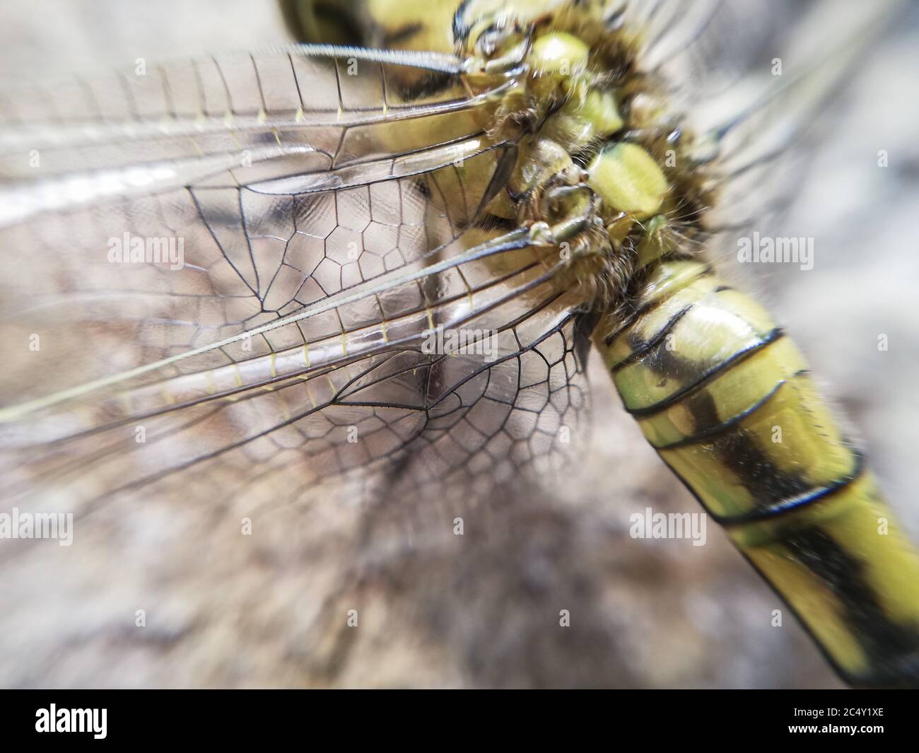 insecte en gros plan. Dragonfly en macro Banque D'Images