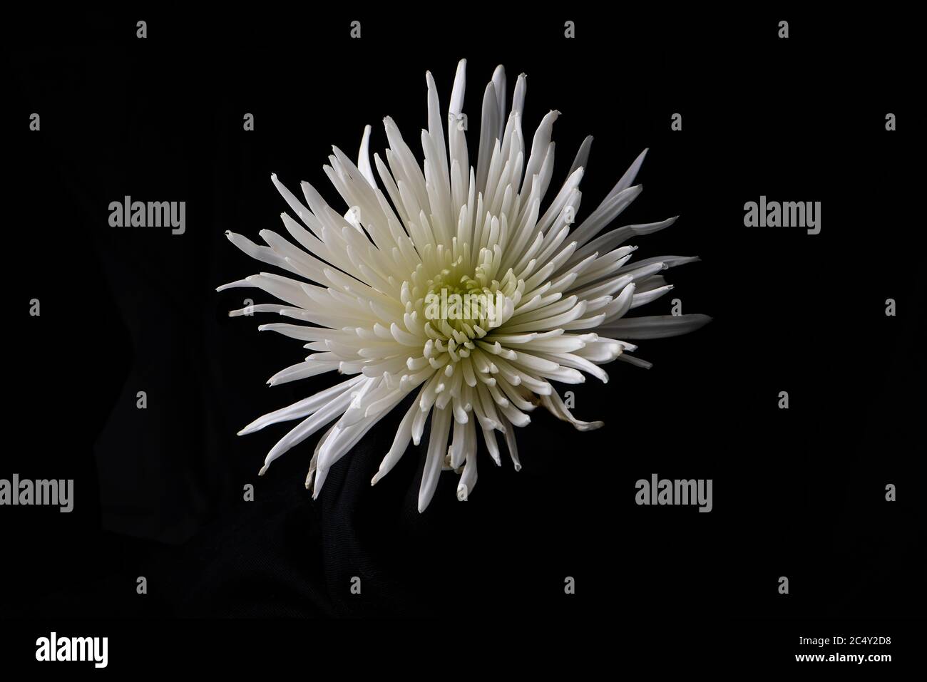Fleur d'araignée blanche chrysanthème fleur sur fond noir Banque D'Images