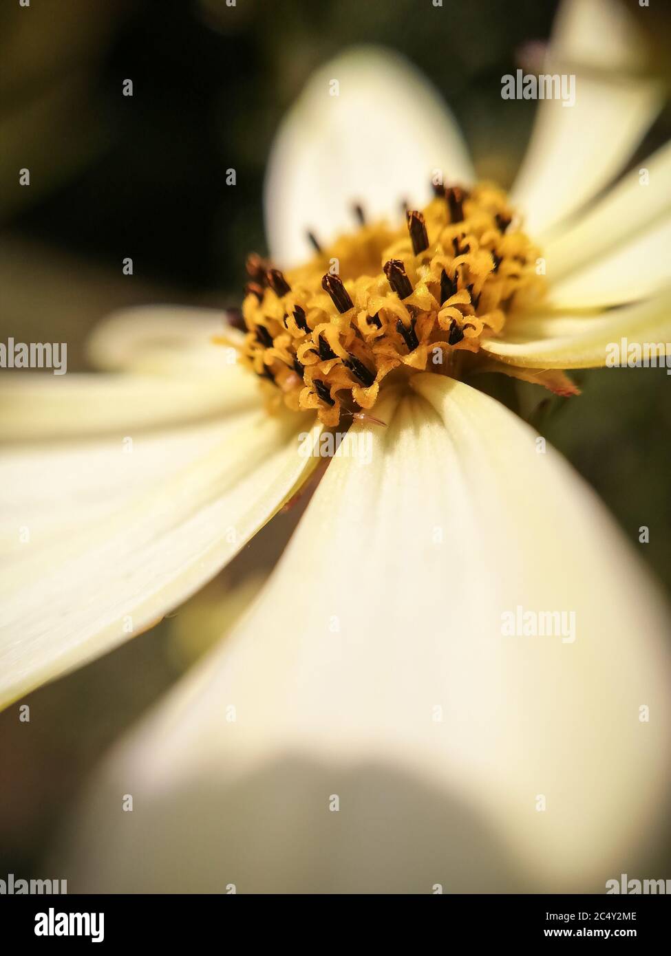 Coreopsis verticillata “Moonbeam” en gros plan. Photographie macro Banque D'Images