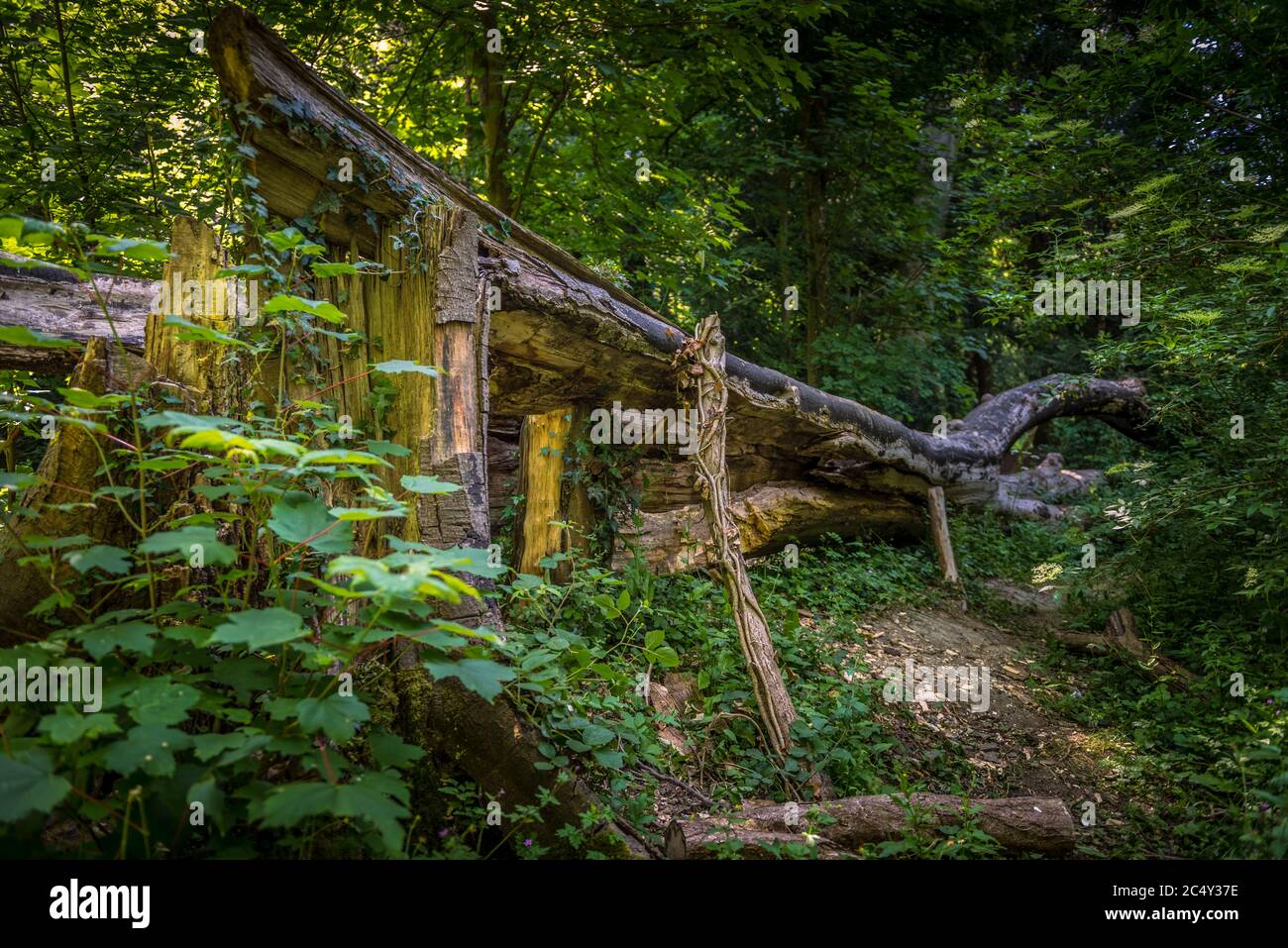 Un arbre de haut, abattu par le vent et affaibli par l'âge, se dresse en décomposition dans une forêt Banque D'Images