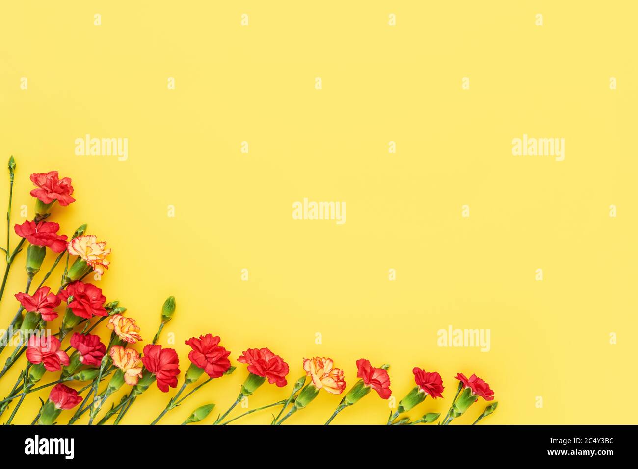 Bordure de fleurs de carnation rouges sur fond jaune. Concept de fête des mères, de Saint-Valentin, de célébration d'anniversaire. Copier l'espace pour le texte, vue de dessus Banque D'Images