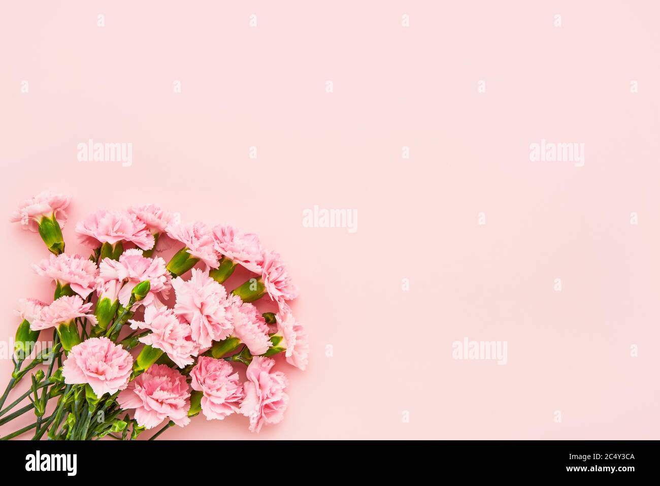 Fleurs de carnation roses sur fond rose. Concept de fête des mères, de fête de la Saint-Valentin, de célébration d'anniversaire. Copier l'espace pour le texte, vue de dessus Banque D'Images