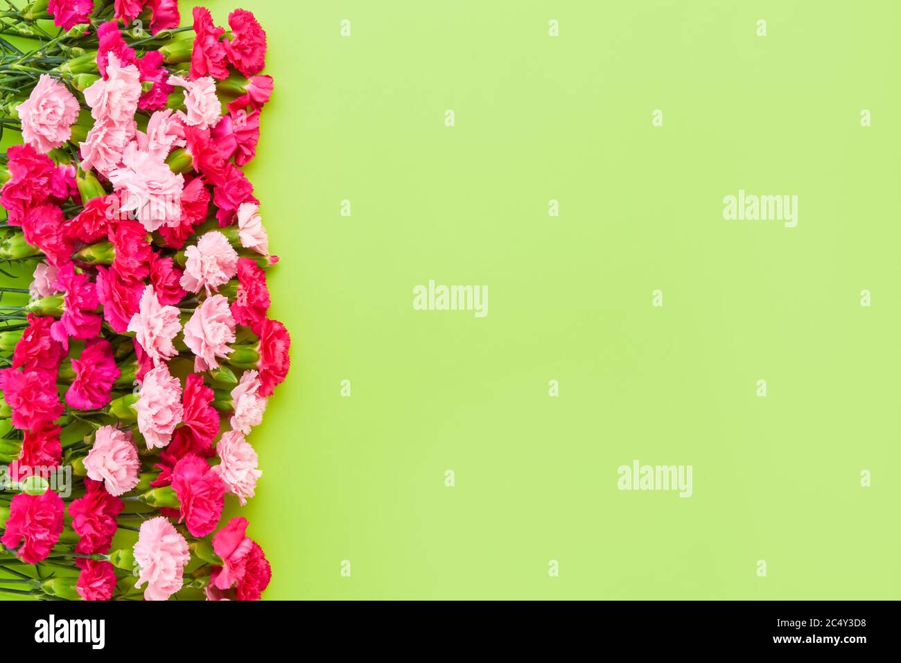 Bouquet de la carnation rose sur fond vert. Concept de fête des mères, de fête de la Saint-Valentin, de célébration d'anniversaire. Copier l'espace pour la mise, vue de dessus Banque D'Images