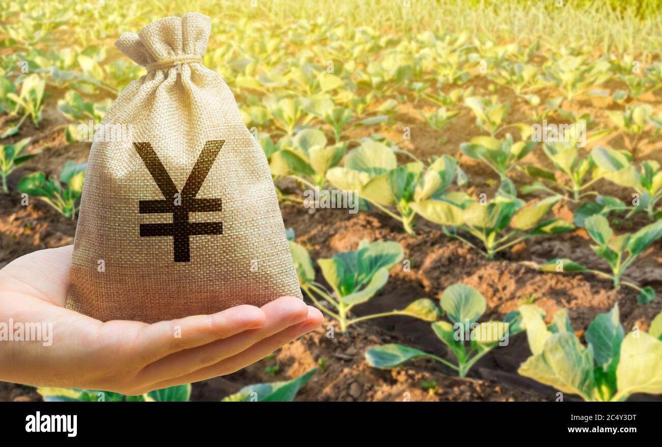 Agriculteur tenant un sac d'argent sur le fond des plantations de chou. Le développement de l'industrie agricole. Startups agricoles. Prêts et impor Banque D'Images