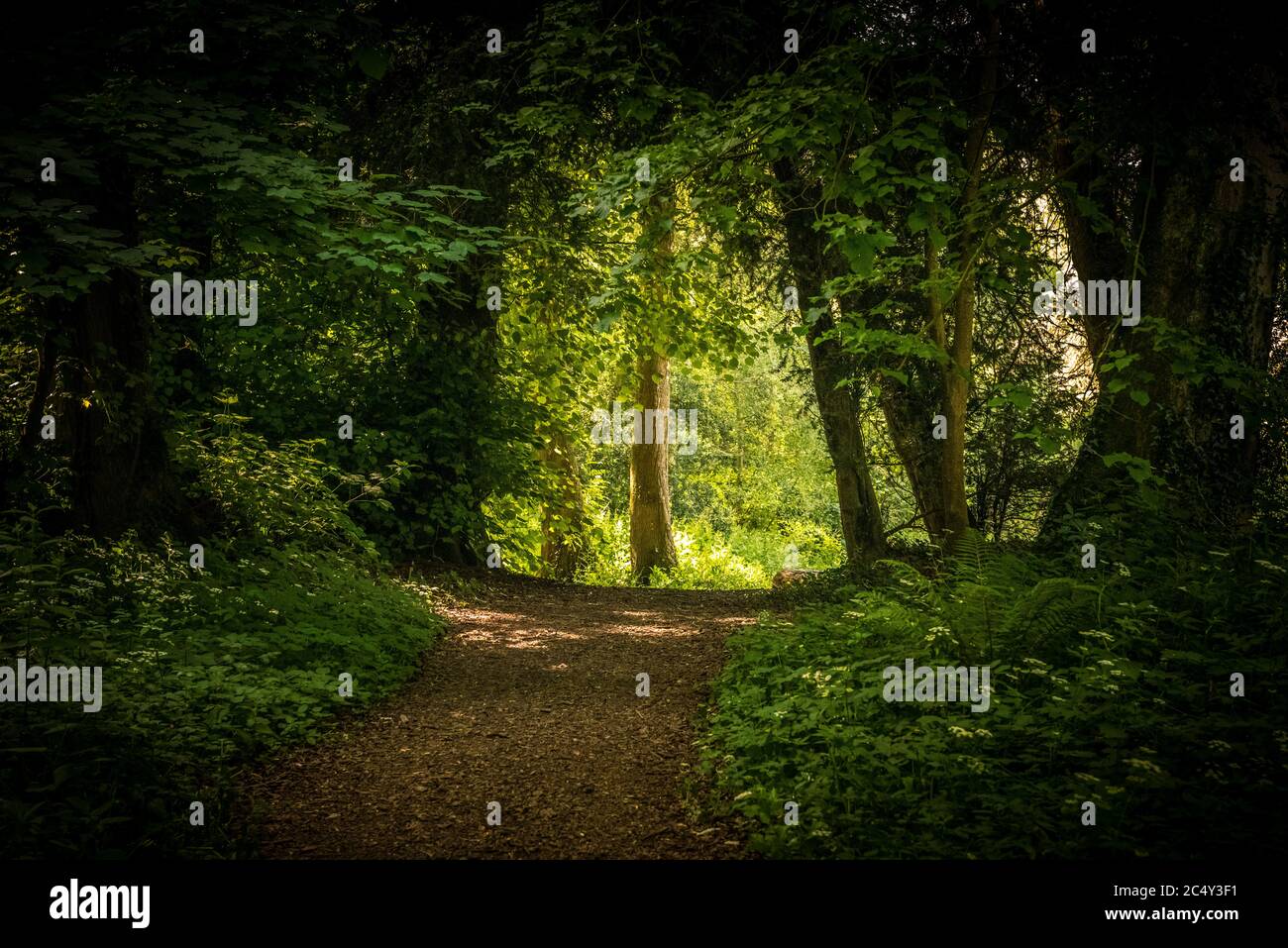 Les arbres forment une arche sur un sentier dans les jardins sauvages de Wychwood Banque D'Images