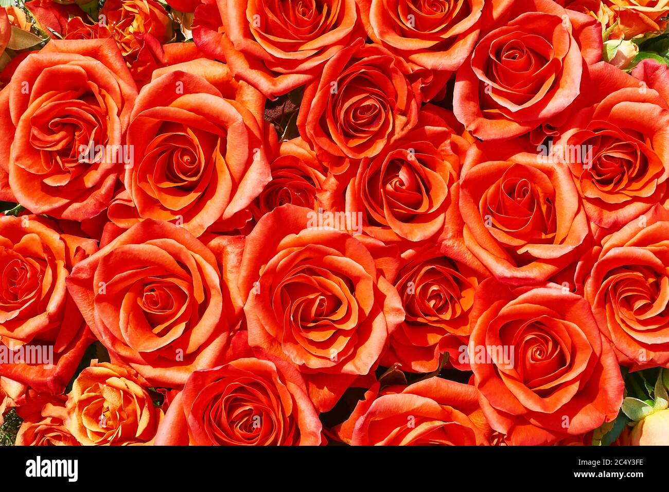 Fond rose orange. Concept de fête des mères, de fête de la Saint-Valentin, de célébration d'anniversaire. Espace de copie, vue de dessus Banque D'Images
