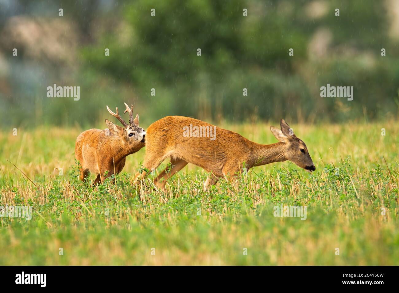 Couple de cerfs et de does en période de rutting sur le terrain agricole Banque D'Images