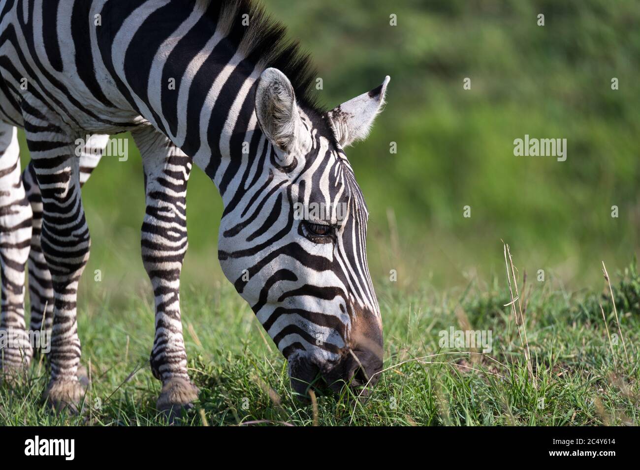 La proximité d'un zèbre dans un parc national Banque D'Images