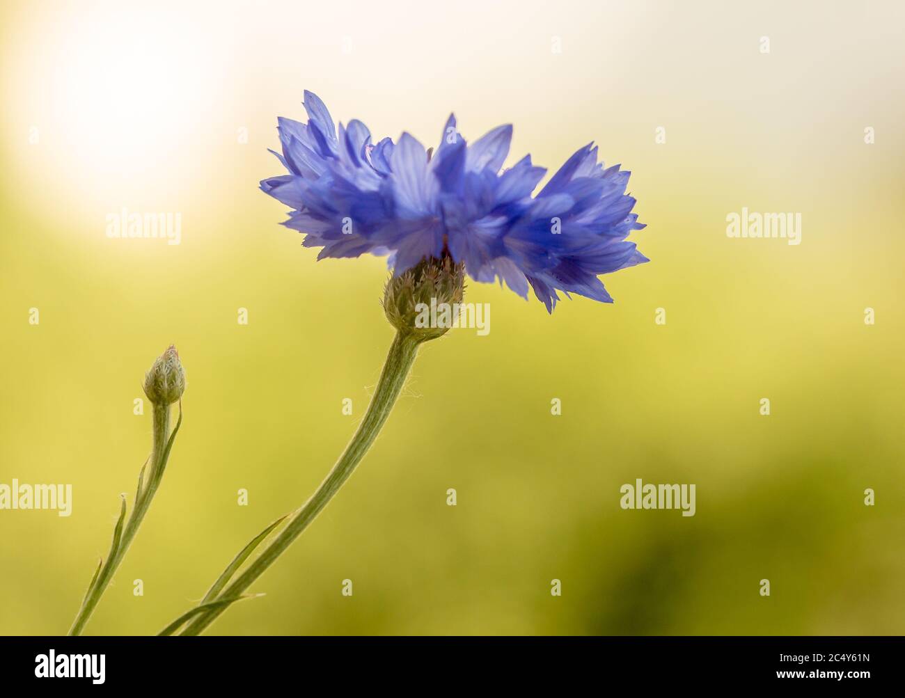portrait artistique macro d'une fleur de maïs en plein soleil avec un arrière-plan et un espace de copie très flous Banque D'Images