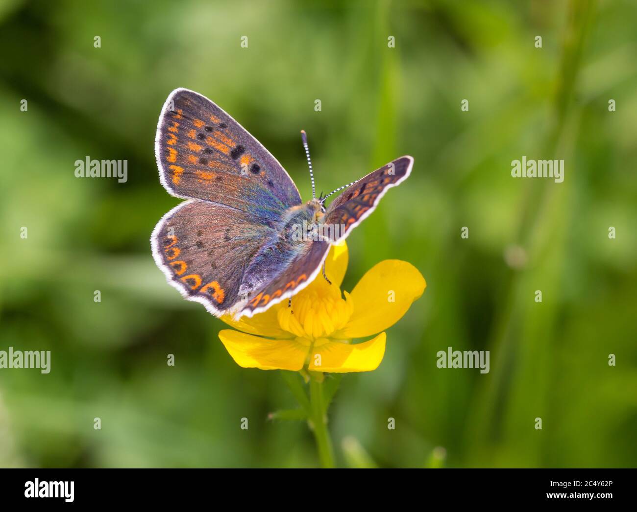Papillon renoncule Banque de photographies et d'images à haute résolution -  Alamy