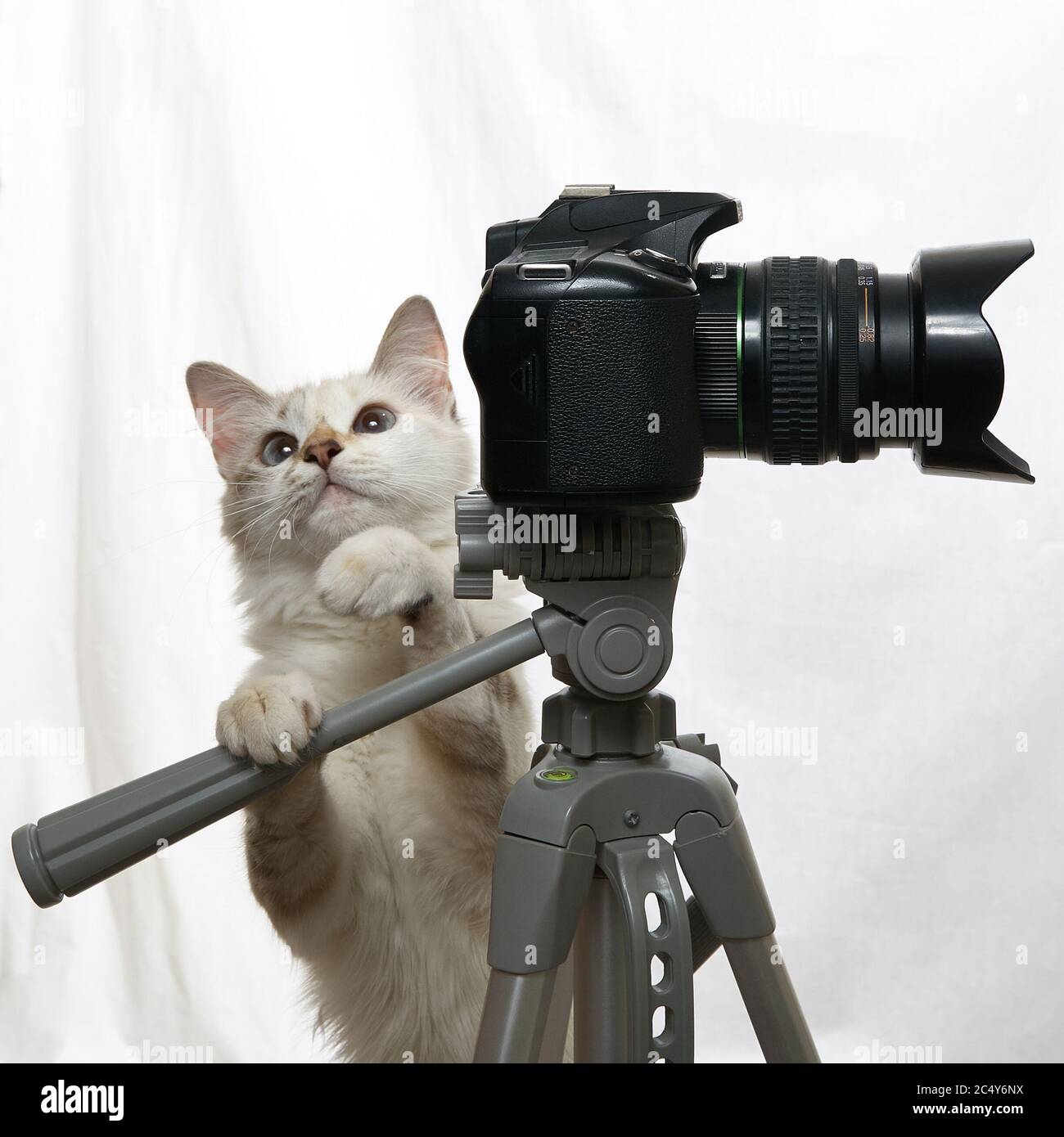 Drôle de chat beige est photographe avec un appareil photo reflex numérique sur trépied. Isolé sur fond blanc Banque D'Images