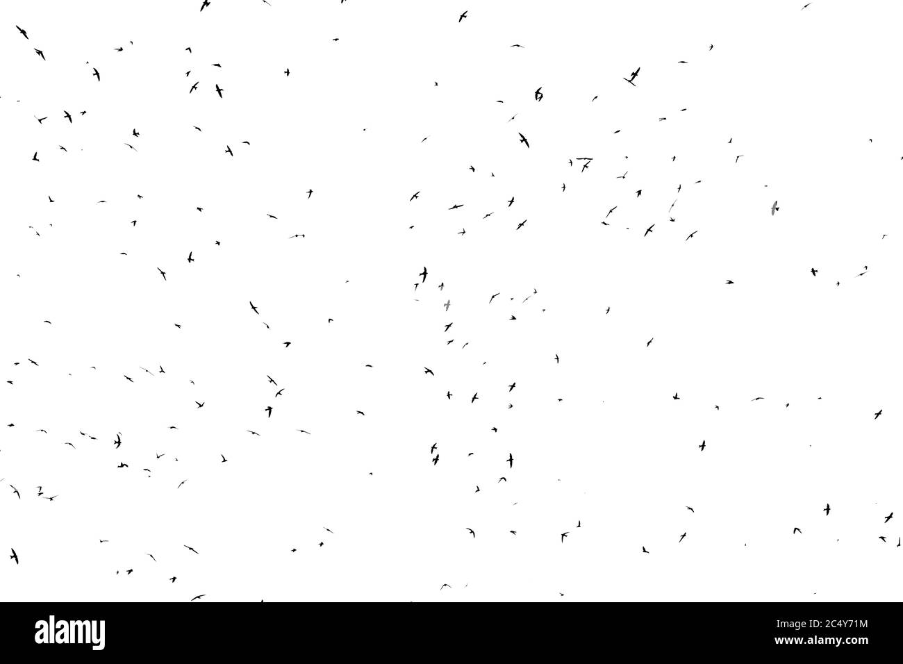 Troupeau d'oiseaux. Les Swifts sont arrivés. Contours d'oiseaux sur fond blanc. Banque D'Images