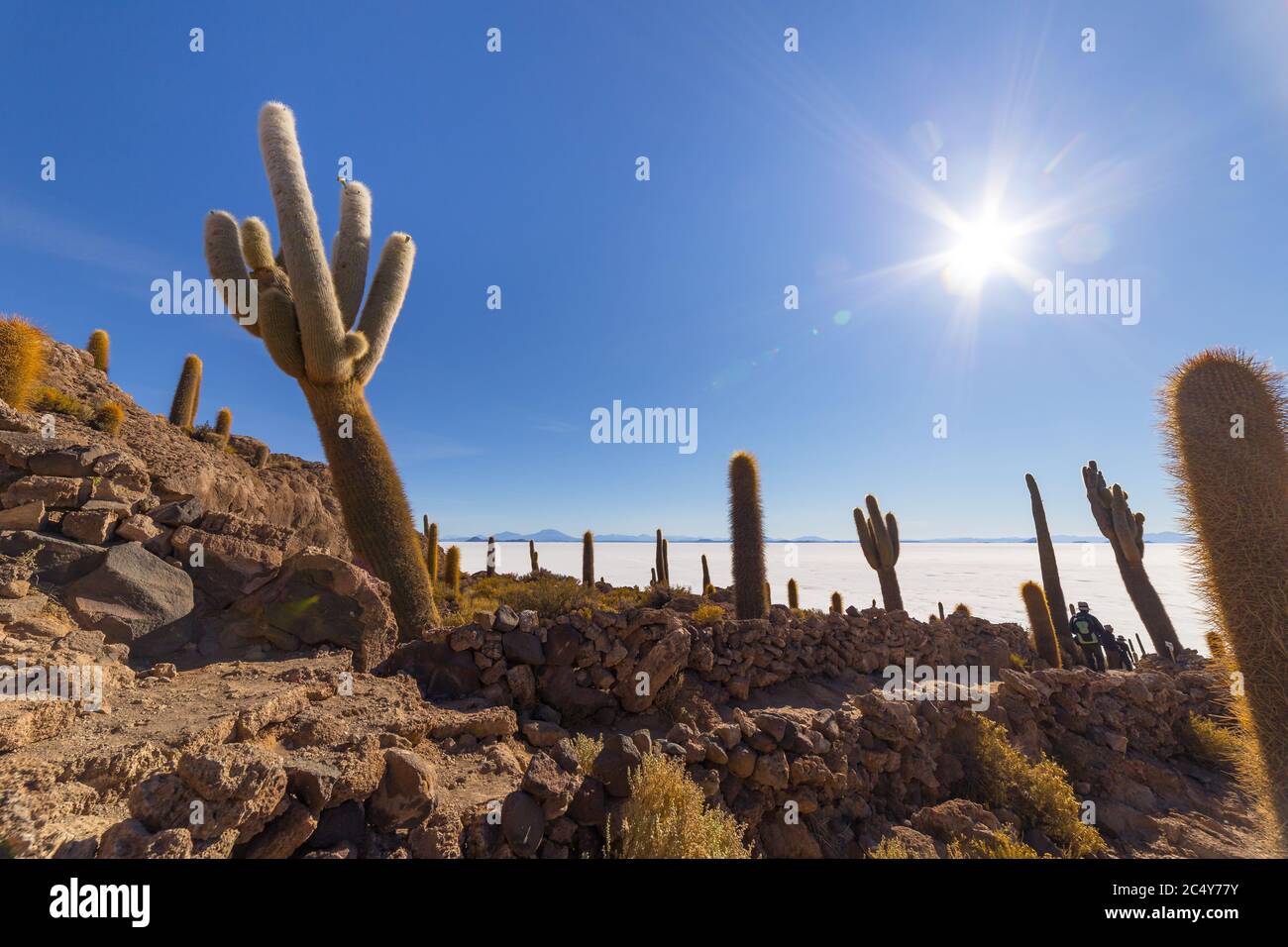 Uyuni, Bolivie - 01 octobre 2018 : visite de l'île d'Incahuasi (île de Cactus) située sur Salar de Uyuni, la plus grande surface de sel au monde, en B Banque D'Images