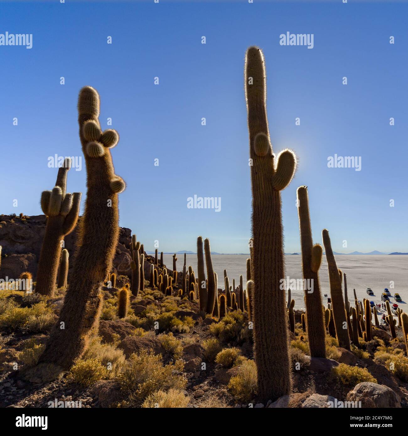 Uyuni, Bolivie - 01 octobre 2018 : visite de l'île d'Incahuasi (île de Cactus) située sur Salar de Uyuni, la plus grande surface de sel au monde, en B Banque D'Images