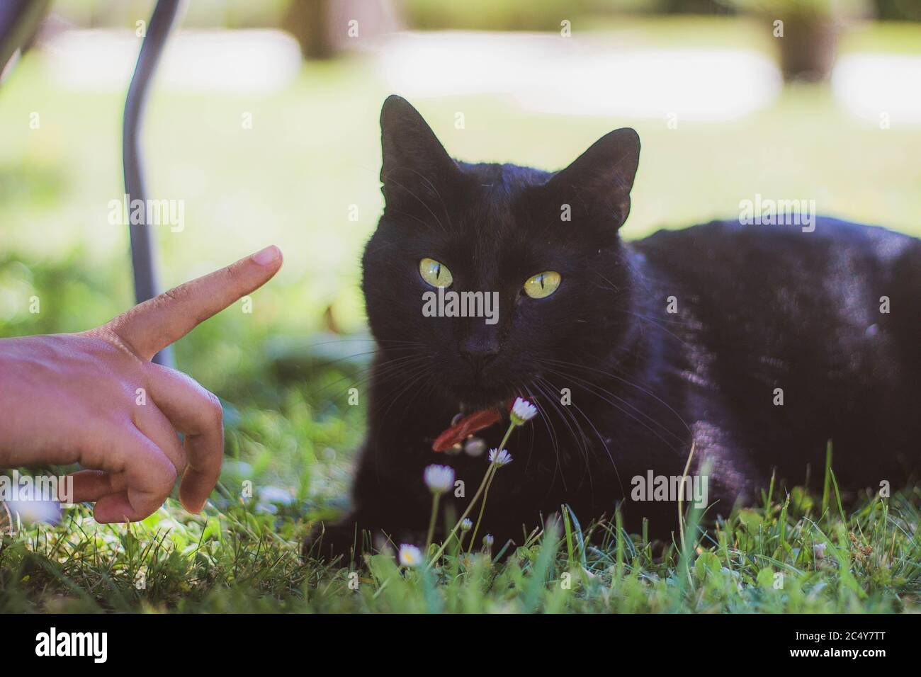 chat noir avec les yeux verts couchés sur l'herbe Banque D'Images