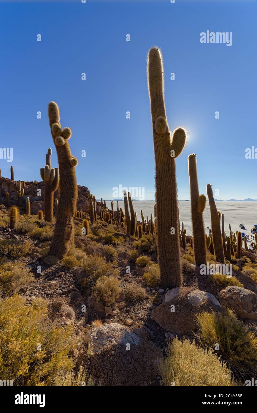 Uyuni, Bolivie - 01 octobre 2018 : visite de l'île d'Incahuasi (île de Cactus) située sur Salar de Uyuni, la plus grande surface de sel au monde, en B Banque D'Images