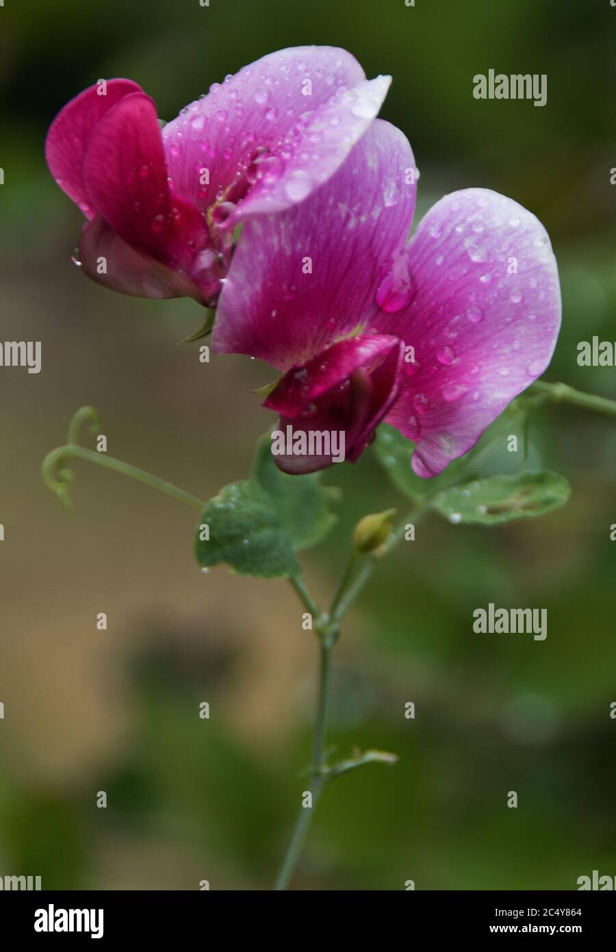 Pois doux et éternel, Lathyrus latifolius Banque D'Images