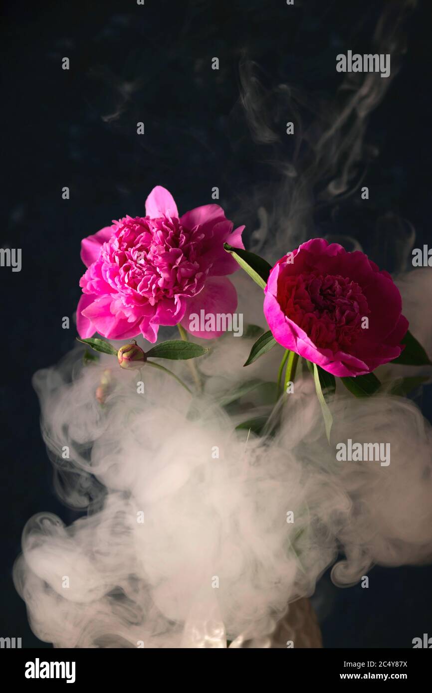 Pivoines roses vives dans un style sombre avec de la fumée autour. Banque D'Images