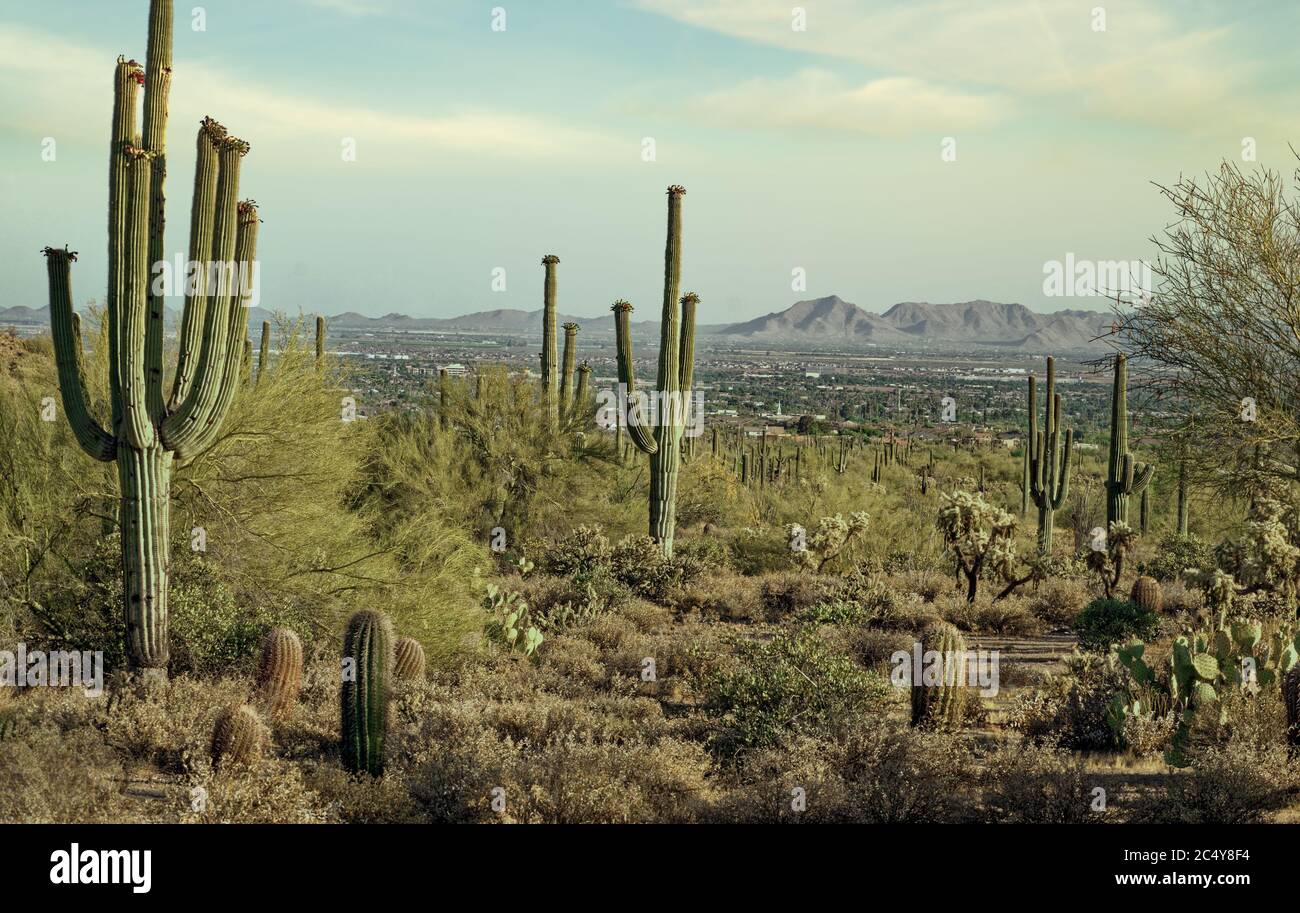 Paysage pittoresque de l'Arizona de Saguaro Cacti, Sky et montagnes Banque D'Images