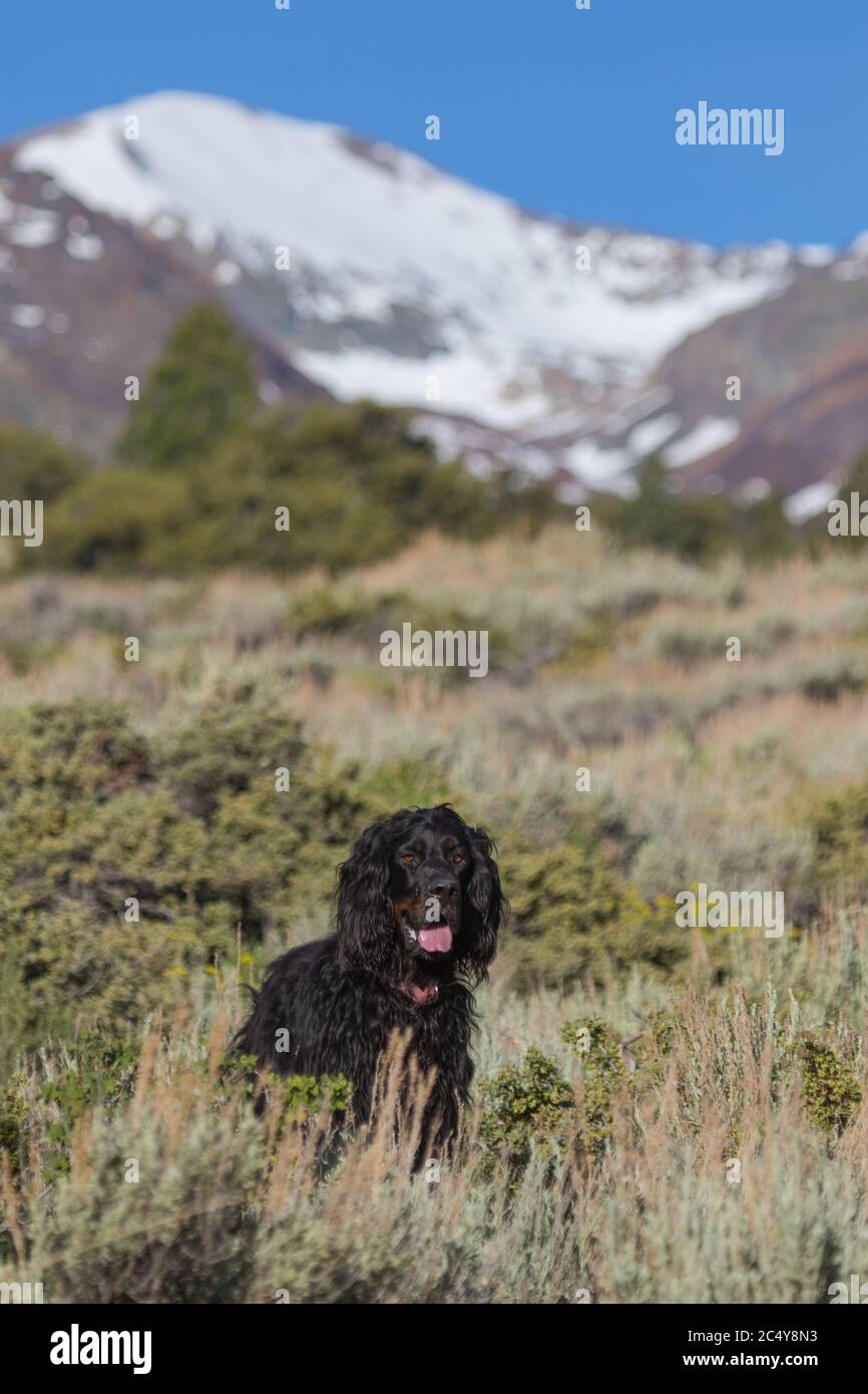 Gordon setter chien dans les contreforts de la Sierra Nevada montagnes, Californie, Etats-Unis Banque D'Images