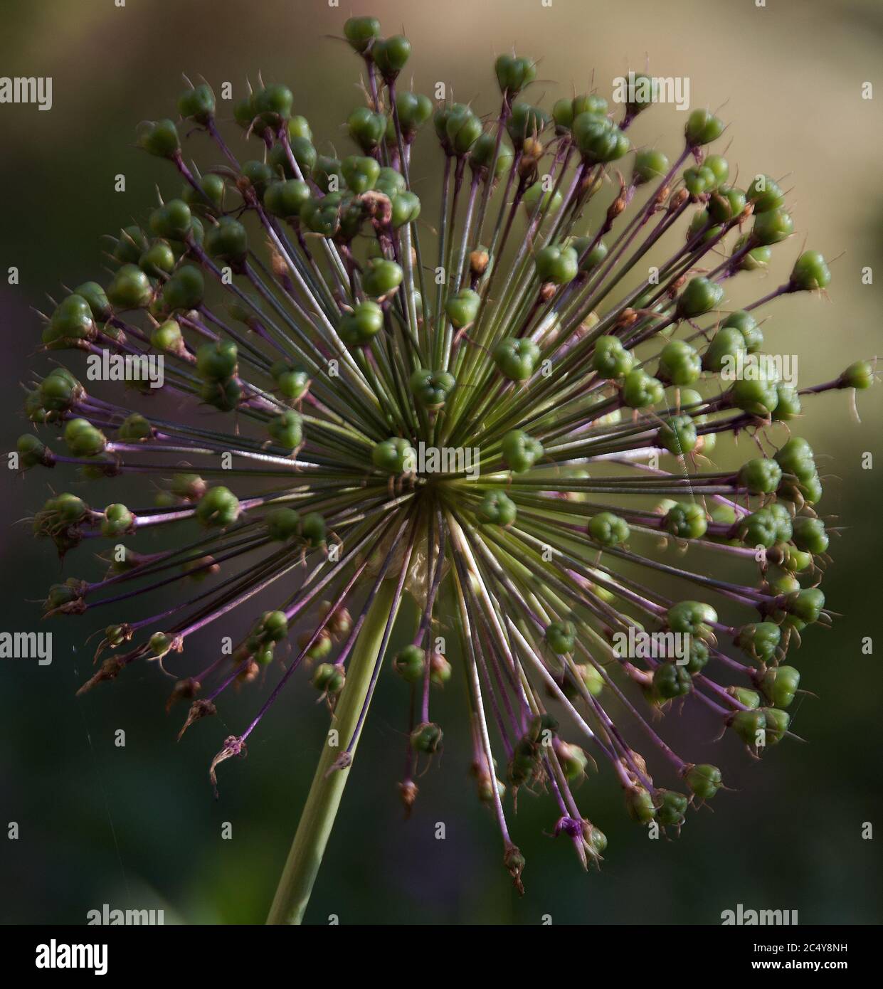 Allium « Purple sensation » Banque D'Images