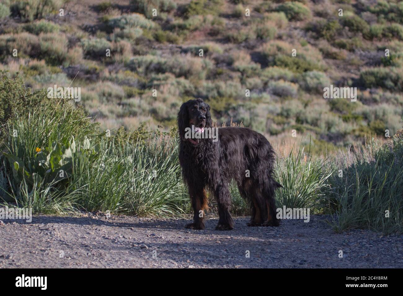 Gordon setter chien dans les contreforts de la Sierra Nevada montagnes, Californie, Etats-Unis Banque D'Images