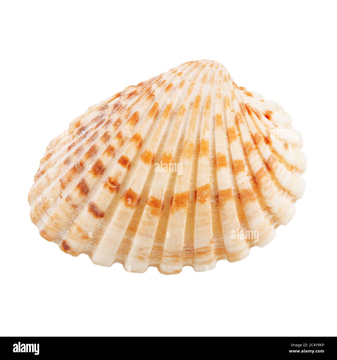 Gros plan Scallop Seashell isolé sur un fond blanc Banque D'Images
