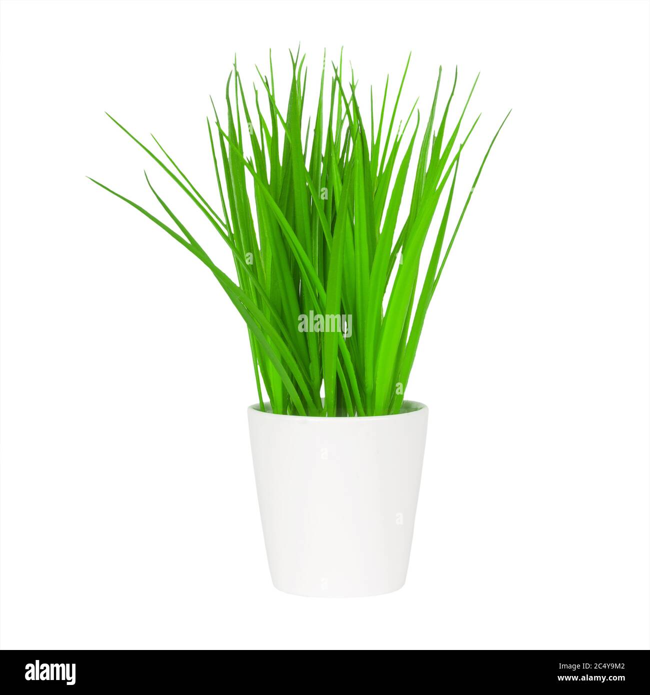 Herbe verte longue dans un pot de fleurs blanc sur fond blanc Banque D'Images