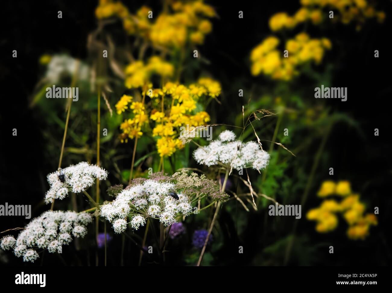 Assortiment de fleurs sauvages jaunes et blanches sur fond sombre Banque D'Images