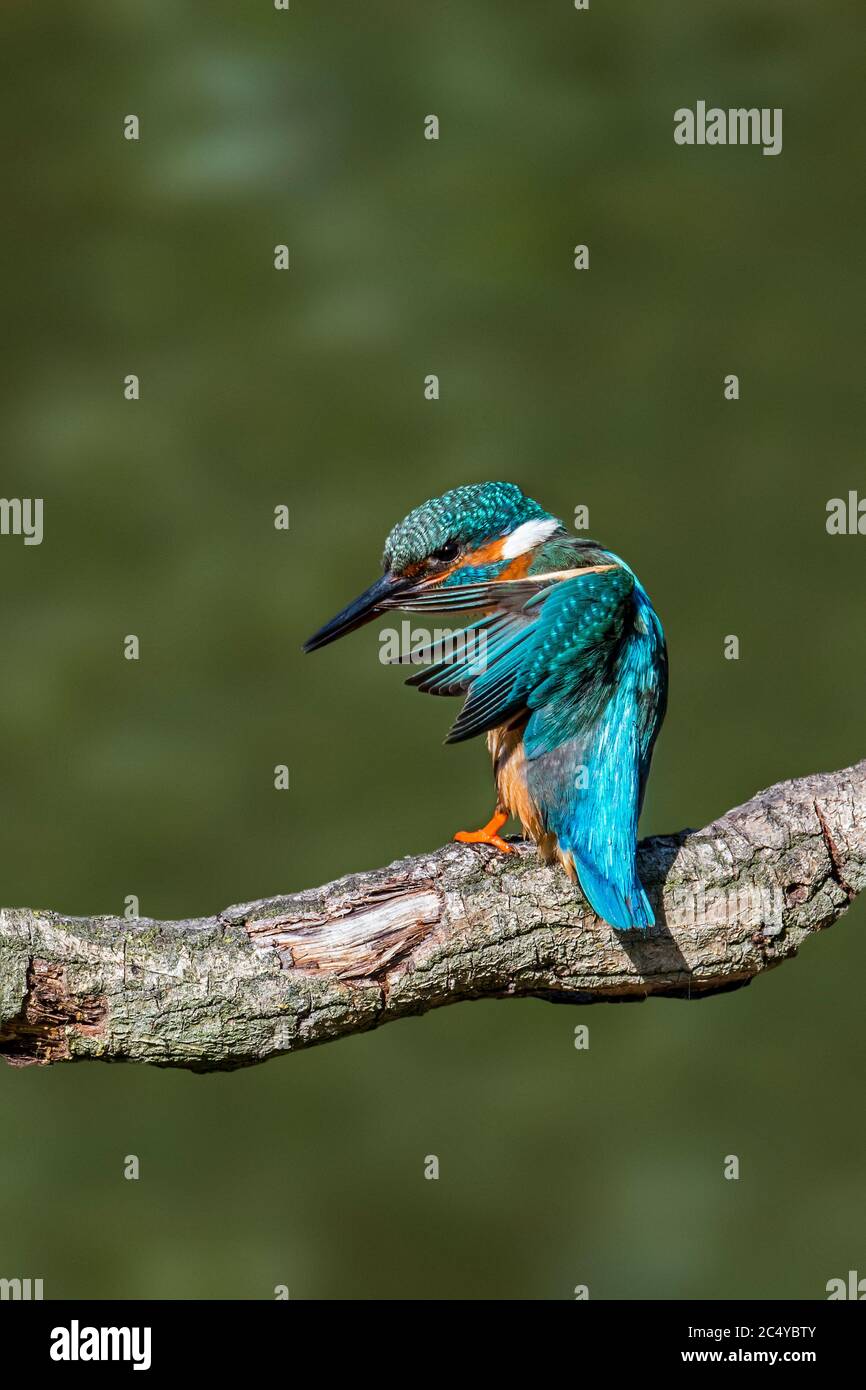 Femelle de kingfisher (Alcedo atthis) perchée sur la branche au-dessus de l'eau de l'étang et préentant les plumes d'aile Banque D'Images