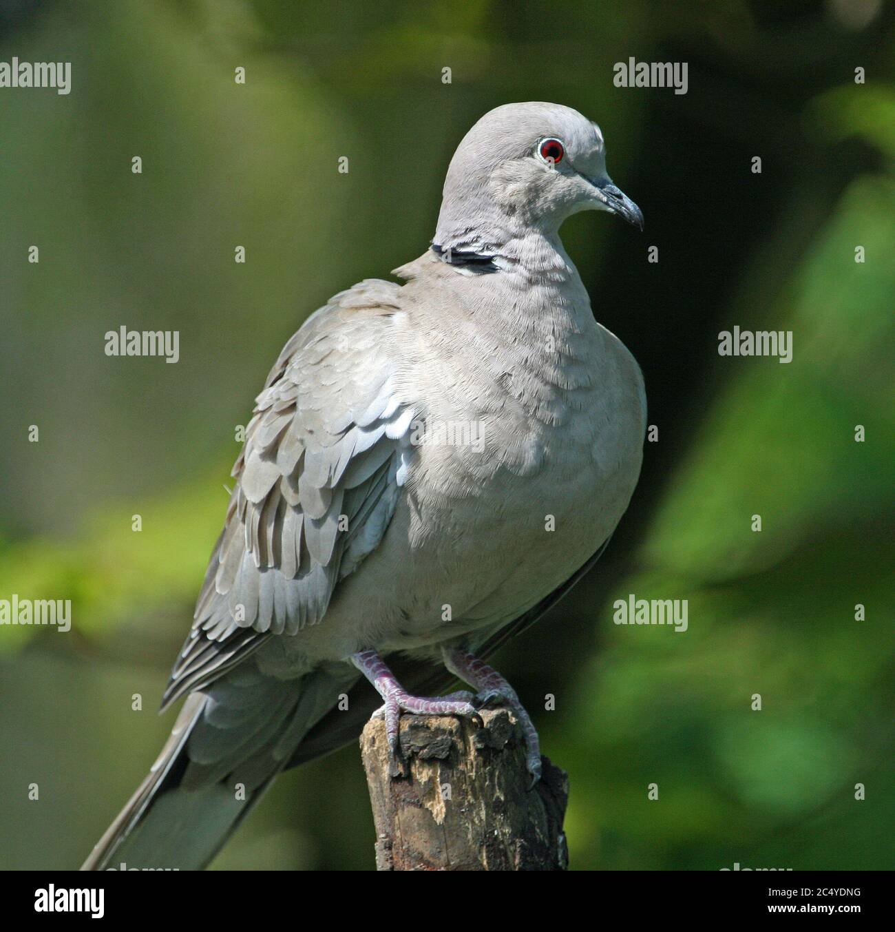 Colombe à col perchée dans une forêt Banque D'Images