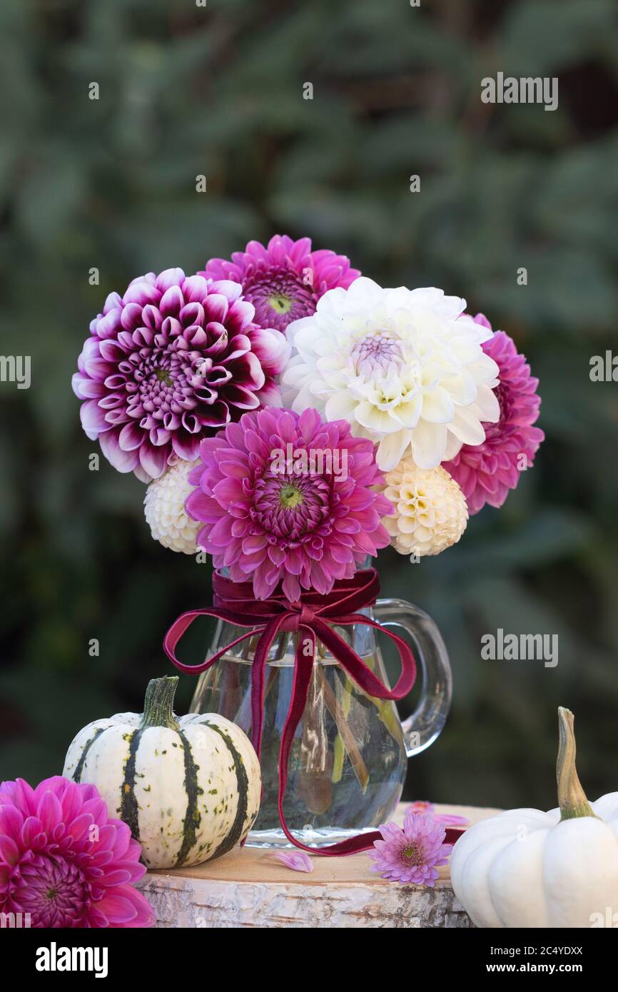 décoration d'automne avec bouquet de fleurs de dahlia roses et blanches Banque D'Images