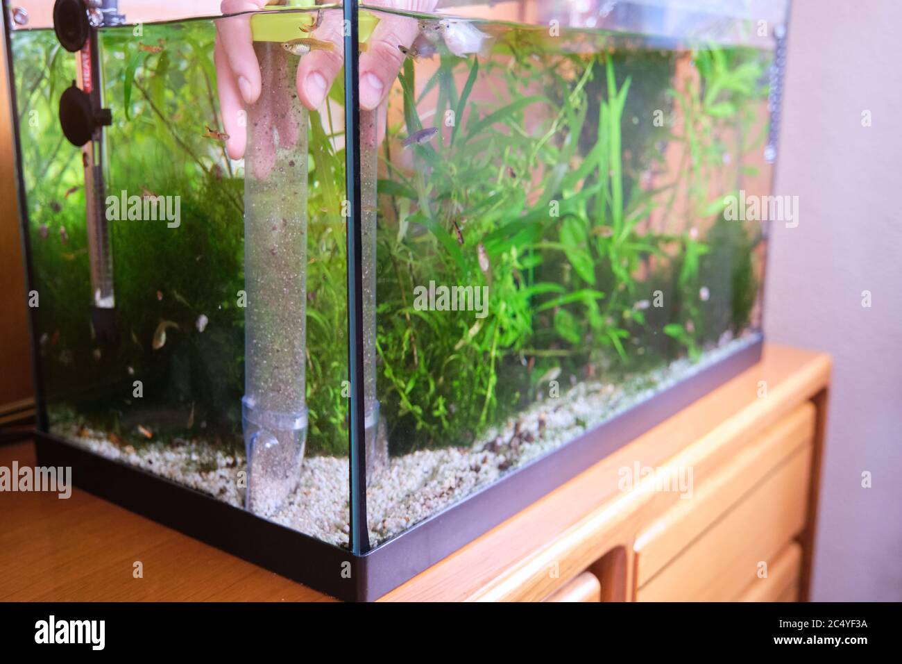 Homme à la main de pomper de l'eau pour nettoyer le substrat dans son aquarium. Nettoyage et mise en place d'un réservoir à poisson. Banque D'Images