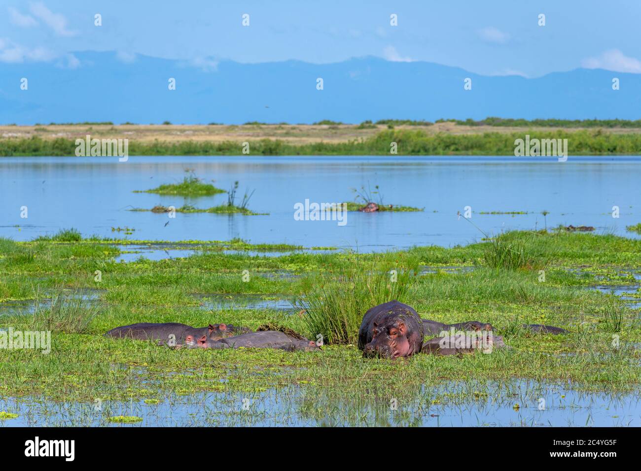 Groupe d'hippopotames communs (Hippopotamus amphibius), Parc national d'Amboseli, Kenya, Afrique Banque D'Images
