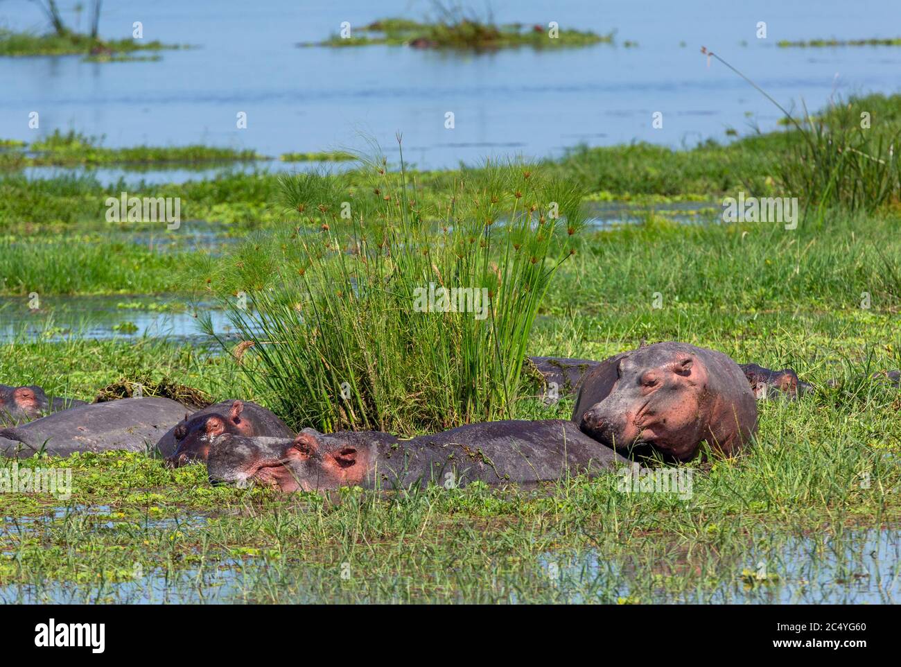 Groupe d'hippopotames communs (Hippopotamus amphibius), Parc national d'Amboseli, Kenya, Afrique Banque D'Images