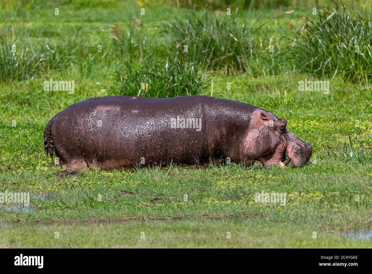 Hippopotamus commun (Hippopotamus amphibius), Parc national d'Amboseli, Kenya, Afrique Banque D'Images