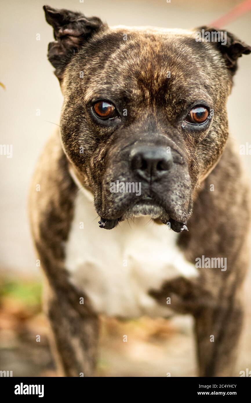 Chien agressif chien aboyant animal dangereux affright Banque D'Images