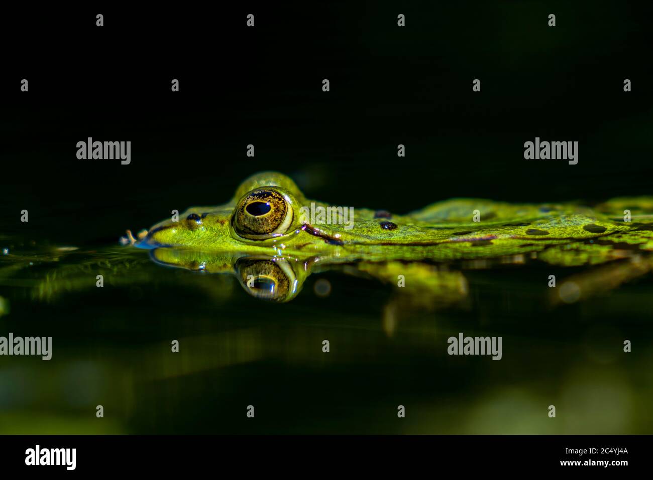 Petite grenouille d'eau, Pélophylax lessonae, dans un étang, Banque D'Images